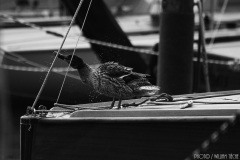 IMG_2318