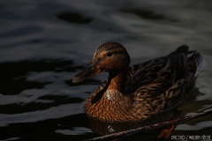IMG_4395